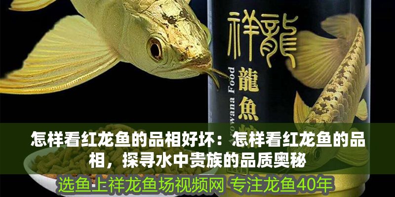 怎樣看紅龍魚的品相好壞：怎樣看紅龍魚的品相，探尋水中貴族的品質奧秘