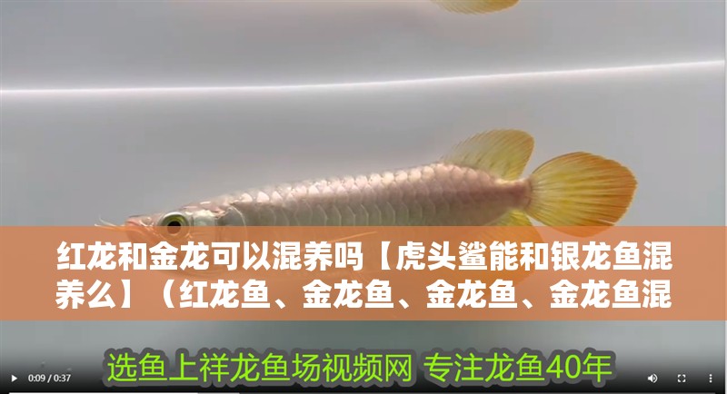 紅龍和金龍可以混養嗎【虎頭鯊能和銀龍魚混養么】（紅龍魚、金龍魚、金龍魚、金龍魚混養）