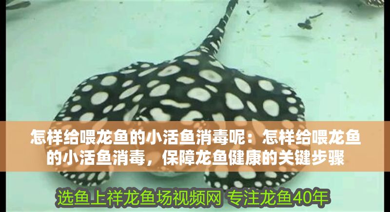 怎樣給喂龍魚的小活魚消毒呢：怎樣給喂龍魚的小活魚消毒，保障龍魚健康的關(guān)鍵步驟