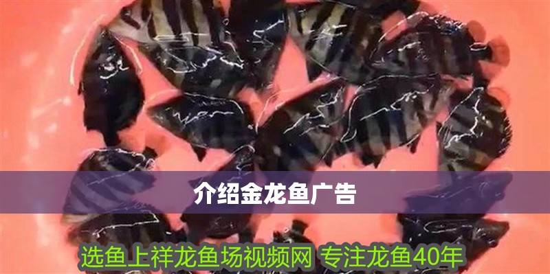 介紹金龍魚廣告