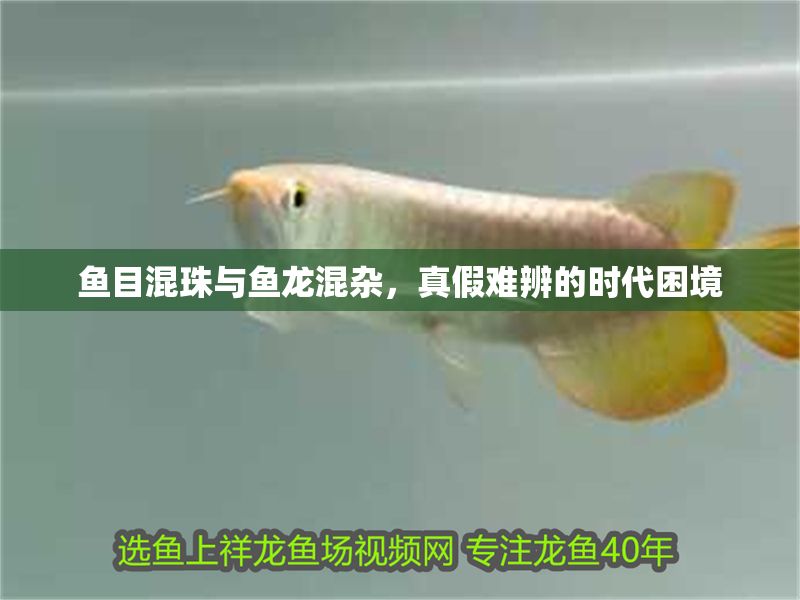 魚目混珠與魚龍混雜，真假難辨的時(shí)代困境