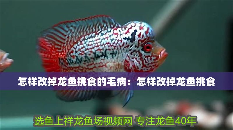 怎樣改掉龍魚挑食的毛病：怎樣改掉龍魚挑食
