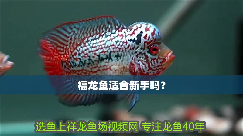 福龍魚適合新手嗎？