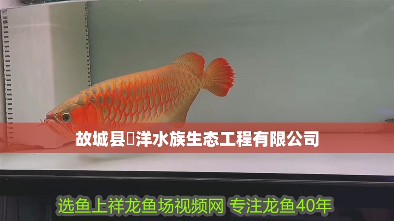故城縣沺洋水族生態工程有限公司 故城縣沺洋水族生態工程有限公司 全國水族館企業名錄