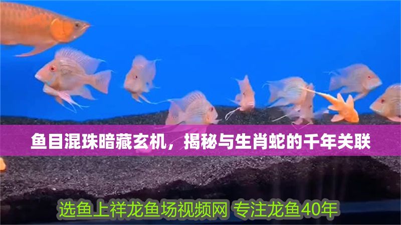 魚目混珠暗藏玄機，揭秘與生肖蛇的千年關聯