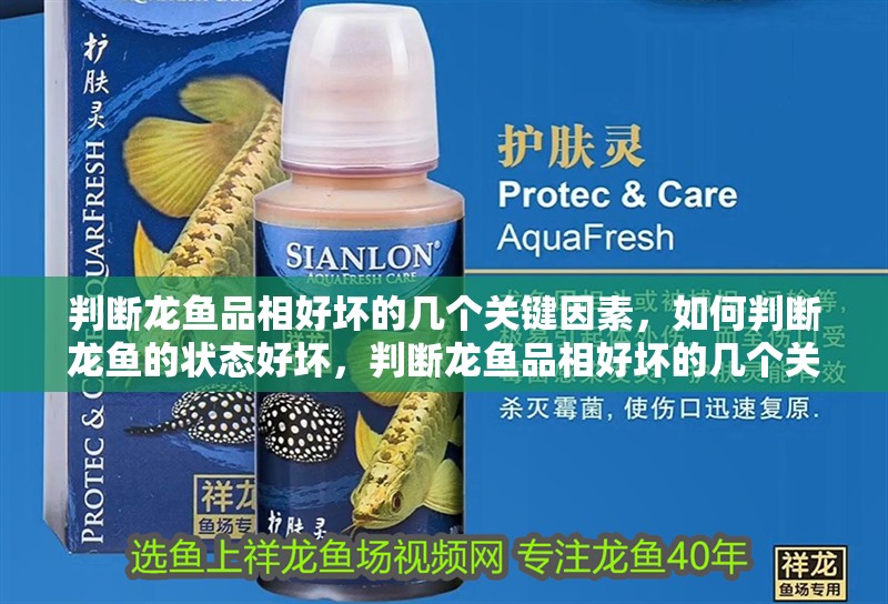 判斷龍魚(yú)品相好壞的幾個(gè)關(guān)鍵因素，如何判斷龍魚(yú)的狀態(tài)好壞，判斷龍魚(yú)品相好壞的幾個(gè)關(guān)鍵因素