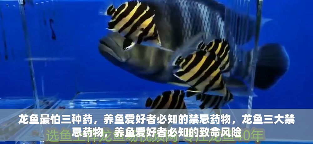 龍魚最怕三種藥，養(yǎng)魚愛好者必知的禁忌藥物，龍魚三大禁忌藥物，養(yǎng)魚愛好者必知的致命風(fēng)險