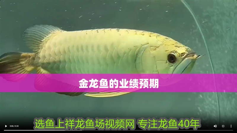 金龍魚的業績預期