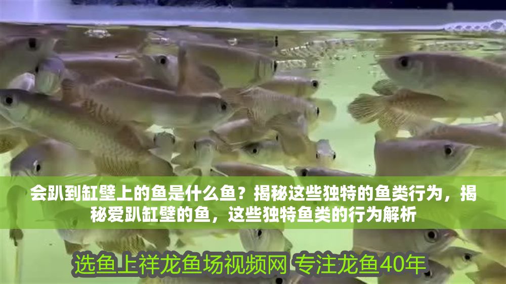 會趴到缸壁上的魚是什么魚？揭秘這些獨特的魚類行為，揭秘愛趴缸壁的魚，這些獨特魚類的行為解析