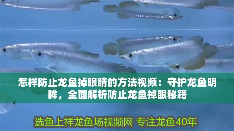 怎樣防止龍魚掉眼睛的方法視頻：守護龍魚明眸，全面解析防止龍魚掉眼秘籍