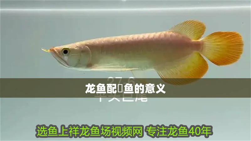 龍魚配魟魚的意義