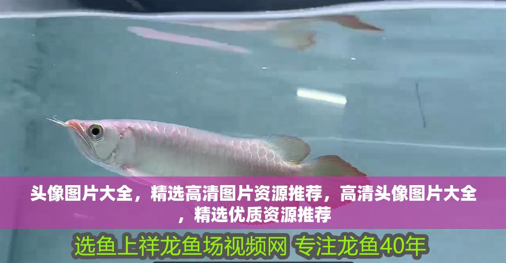 頭像圖片大全，精選高清圖片資源推薦，高清頭像圖片大全，精選優質資源推薦