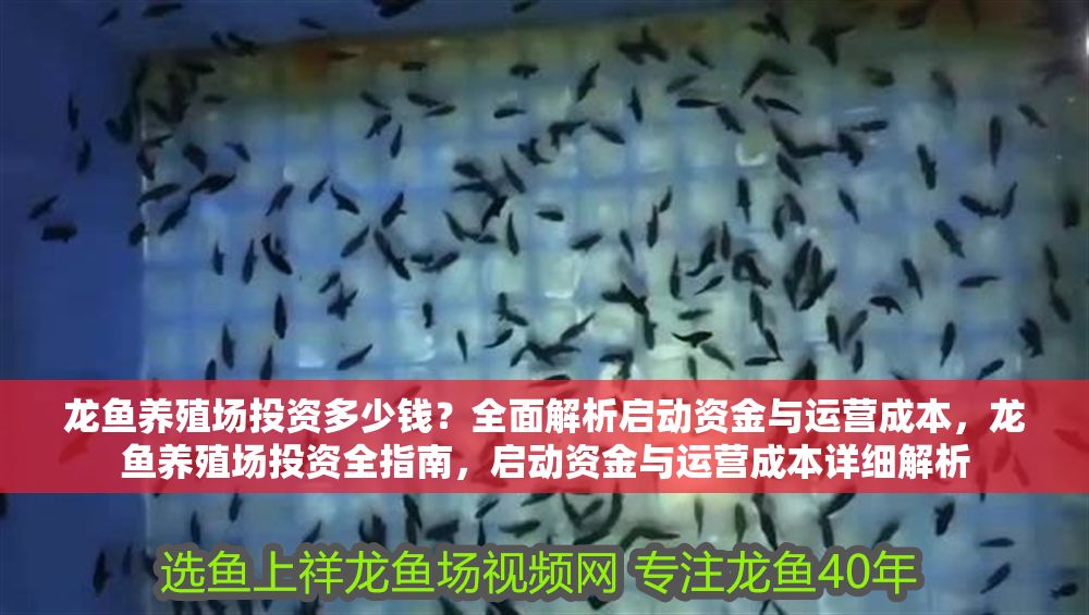 龍魚養殖場投資多少錢？全面解析啟動資金與運營成本，龍魚養殖場投資全指南，啟動資金與運營成本詳細解析