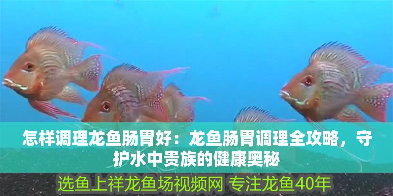 怎樣調理龍魚腸胃好：龍魚腸胃調理全攻略，守護水中貴族的健康奧秘