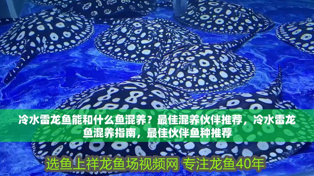 冷水雷龍魚能和什么魚混養？最佳混養伙伴推薦，冷水雷龍魚混養指南，最佳伙伴魚種推薦