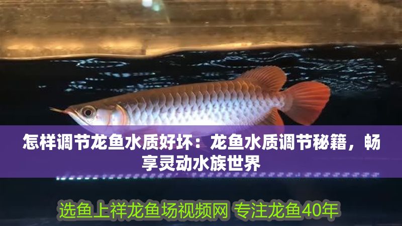 怎樣調(diào)節(jié)龍魚水質(zhì)好壞：龍魚水質(zhì)調(diào)節(jié)秘籍，暢享靈動(dòng)水族世界