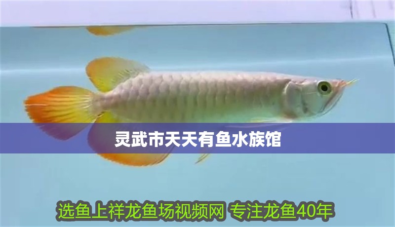 靈武市天天有魚水族館