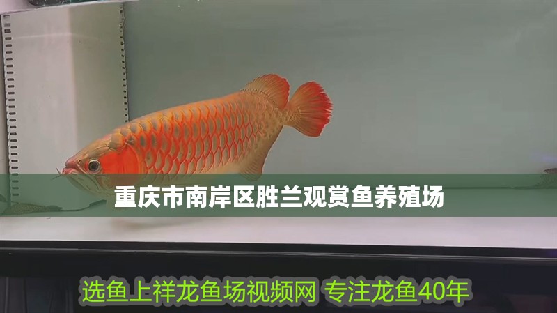 重慶市南岸區(qū)勝蘭觀賞魚養(yǎng)殖場