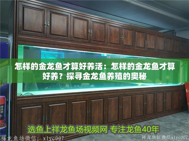 怎樣的金龍魚才算好養活：怎樣的金龍魚才算好養？探尋金龍魚養殖的奧秘