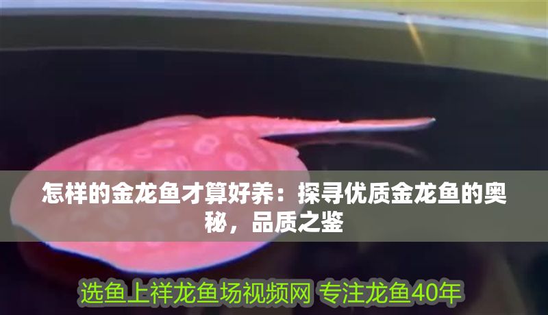 怎樣的金龍魚才算好養：探尋優質金龍魚的奧秘，品質之鑒