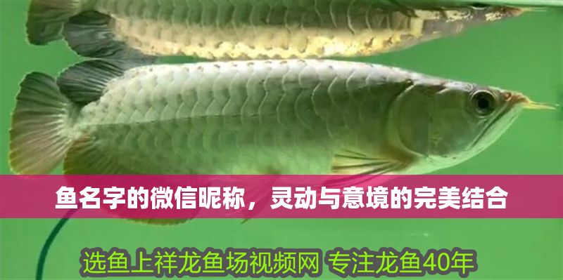 魚名字的微信昵稱,靈動與意境的完美結(jié)合 龍魚百科 第1張 魚名字的微信昵稱,靈動與意境的完美結(jié)合 魚名字的微信昵稱,靈動與意境的完美結(jié)合 龍魚百科 第1張