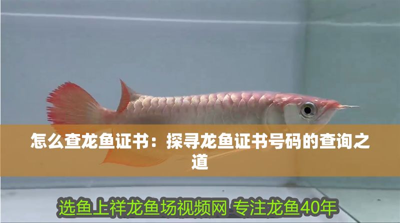 怎么查龍魚證書：探尋龍魚證書號(hào)碼的查詢之道