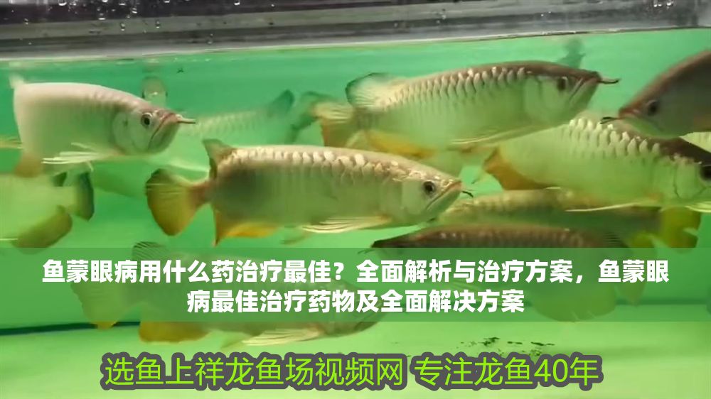魚蒙眼病用什么藥治療最佳？全面解析與治療方案，魚蒙眼病最佳治療藥物及全面解決方案