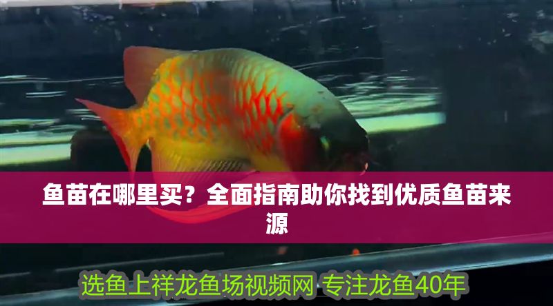 魚苗在哪里買？全面指南助你找到優質魚苗來源
