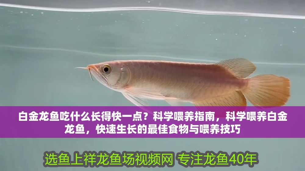 白金龍魚吃什么長得快一點？科學喂養指南，科學喂養白金龍魚，快速生長的最佳食物與喂養技巧