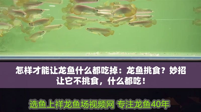 怎樣才能讓龍魚什么都吃掉：龍魚挑食？妙招讓它不挑食，什么都吃！