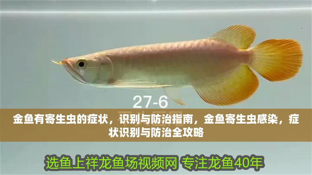 詳細(xì)閱讀:金魚(yú)有寄生蟲(chóng)的癥狀,識(shí)別與防治指南,金魚(yú)寄生蟲(chóng)感染,癥狀識(shí)別與防治全攻略 金魚(yú)有寄生蟲(chóng)的癥狀,識(shí)別與防治指南,金魚(yú)寄生蟲(chóng)感染,癥狀識(shí)別與防治全攻略