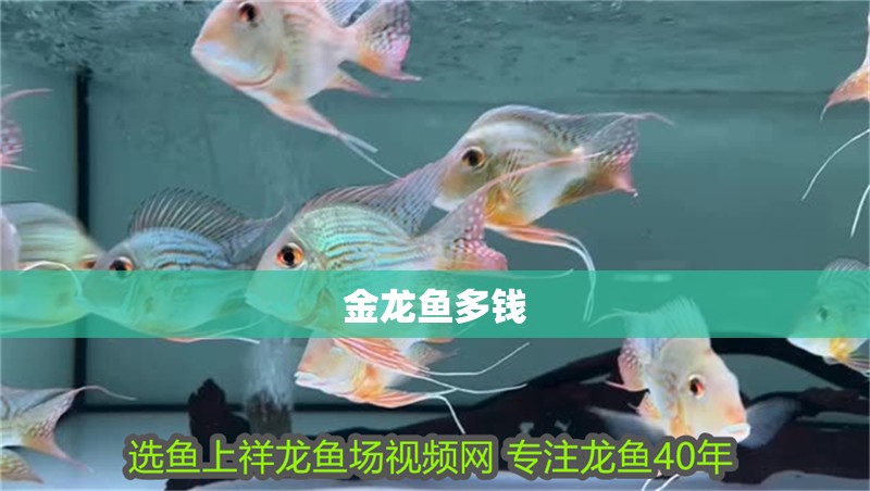金龍魚(yú)多錢
