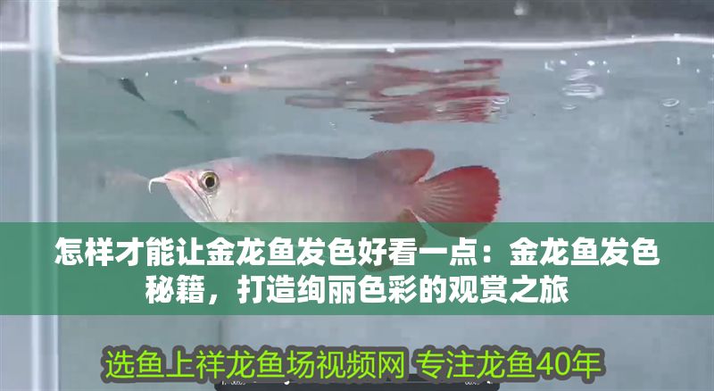 怎樣才能讓金龍魚發色好看一點：金龍魚發色秘籍，打造絢麗色彩的觀賞之旅
