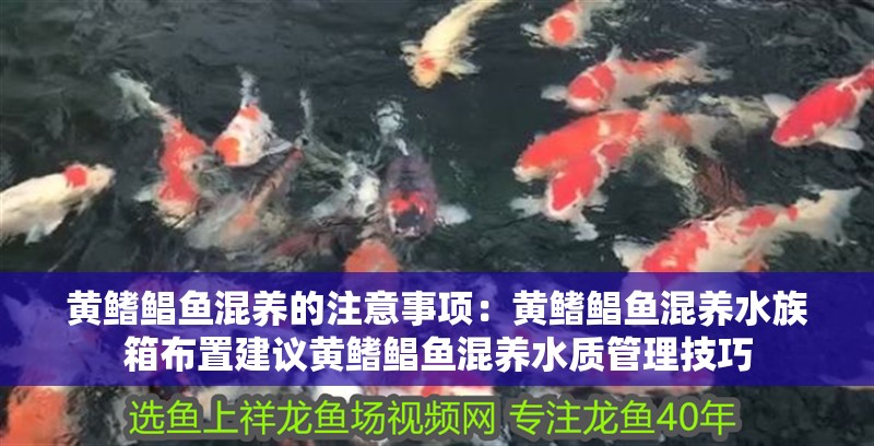 黃鰭鯧魚混養的注意事項：黃鰭鯧魚混養水族箱布置建議黃鰭鯧魚混養水質管理技巧