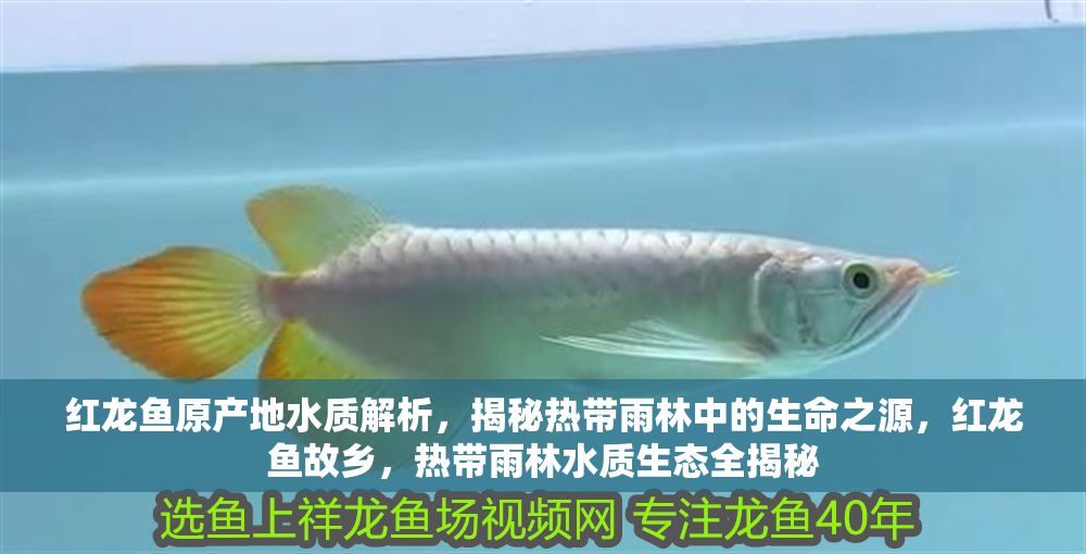 紅龍魚原產地水質解析，揭秘熱帶雨林中的生命之源，紅龍魚故鄉，熱帶雨林水質生態全揭秘