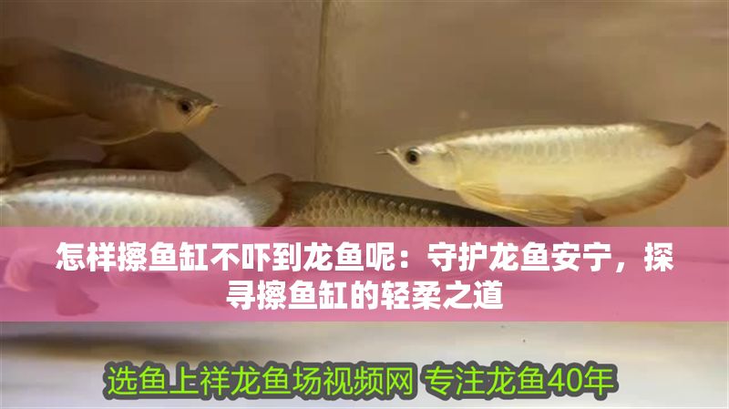 怎樣擦魚缸不嚇到龍魚呢：守護(hù)龍魚安寧，探尋擦魚缸的輕柔之道