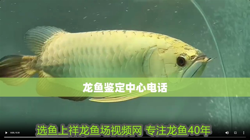 龍魚鑒定中心電話