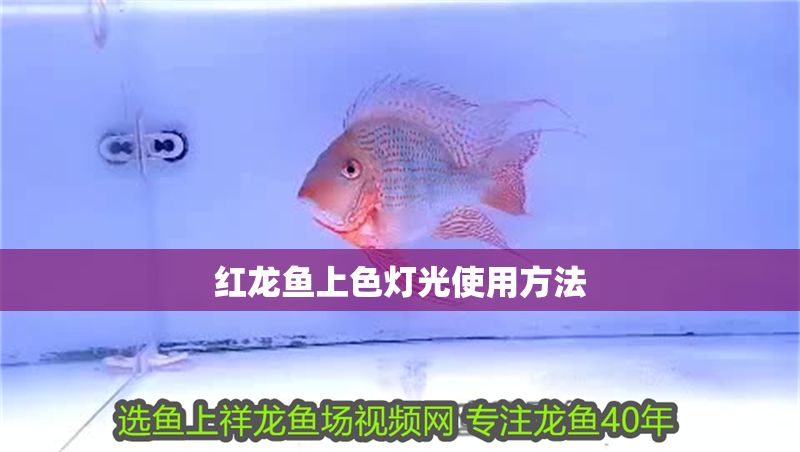 紅龍魚上色燈光使用方法 紅龍魚上色燈光使用方法 龍魚百科 第1張