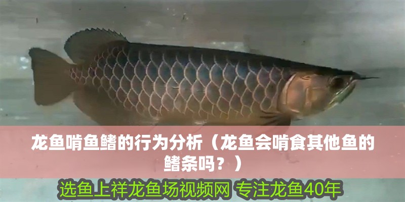龍魚啃魚鰭的行為分析（龍魚會啃食其他魚的鰭條嗎？）