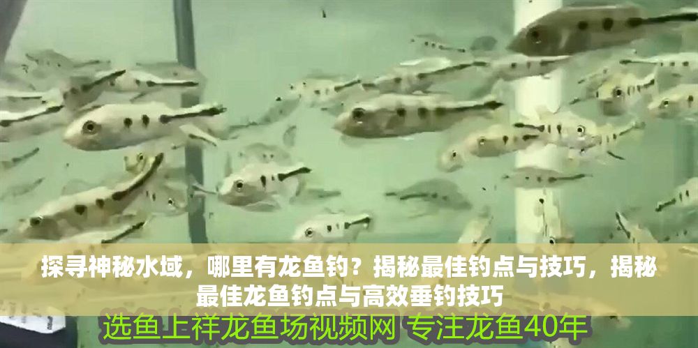 探尋神秘水域，哪里有龍魚釣？揭秘最佳釣點與技巧，揭秘最佳龍魚釣點與高效垂釣技巧