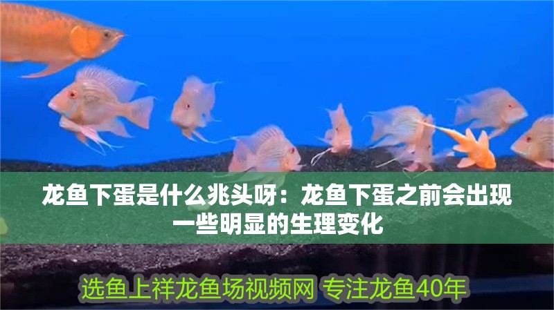 龍魚下蛋是什么兆頭呀：龍魚下蛋之前會(huì)出現(xiàn)一些明顯的生理變化