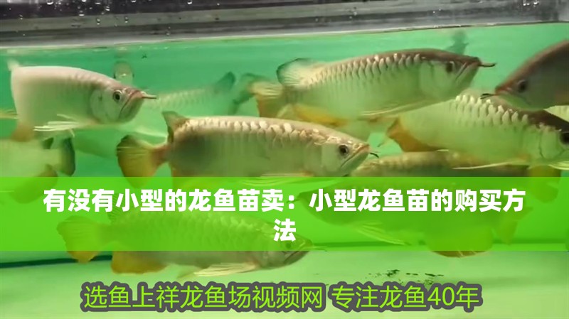 有沒有小型的龍魚苗賣：小型龍魚苗的購買方法