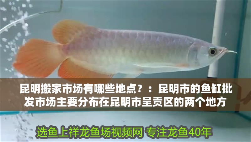 昆明搬家市場有哪些地點？：昆明市的魚缸批發市場主要分布在昆明市呈貢區的兩個地方
