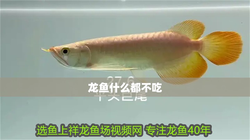 龍魚什么都不吃