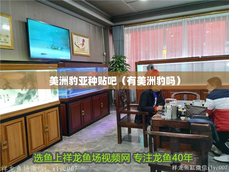 美洲豹亞種貼吧（有美洲豹嗎）