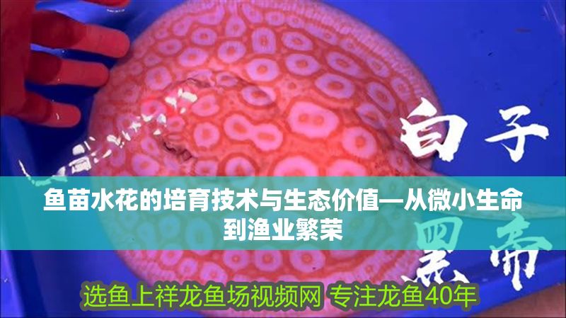 魚苗水花的培育技術(shù)與生態(tài)價值—從微小生命到漁業(yè)繁榮