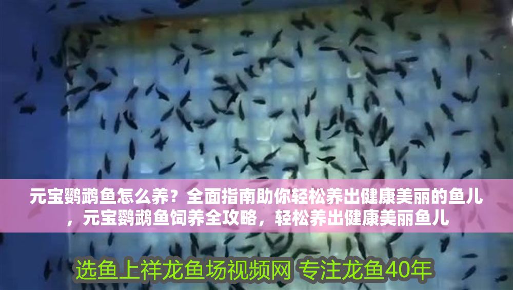 元寶鸚鵡魚怎么養？全面指南助你輕松養出健康美麗的魚兒，元寶鸚鵡魚飼養全攻略，輕松養出健康美麗魚兒