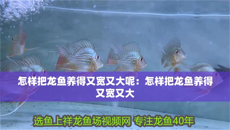 怎樣把龍魚養得又寬又大呢：怎樣把龍魚養得又寬又大