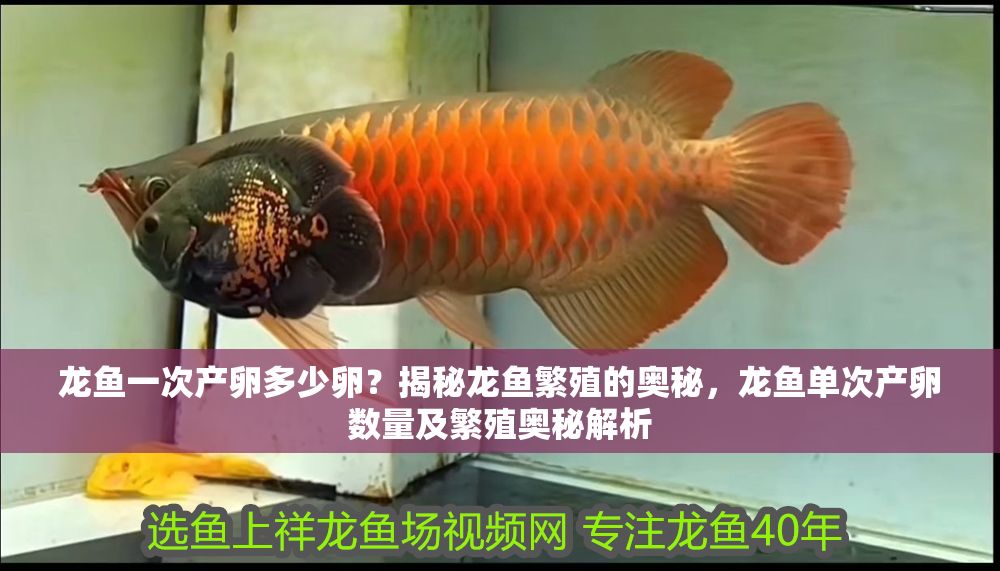 龍魚一次產卵多少卵？揭秘龍魚繁殖的奧秘，龍魚單次產卵數量及繁殖奧秘解析