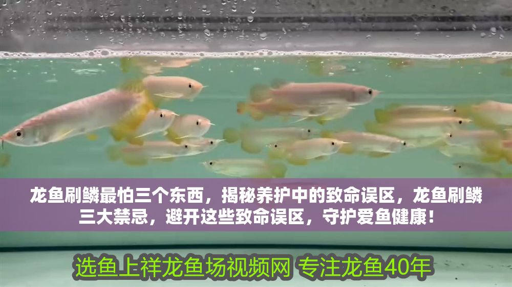 龍魚刷鱗最怕三個東西，揭秘養護中的致命誤區，龍魚刷鱗三大禁忌，避開這些致命誤區，守護愛魚健康！